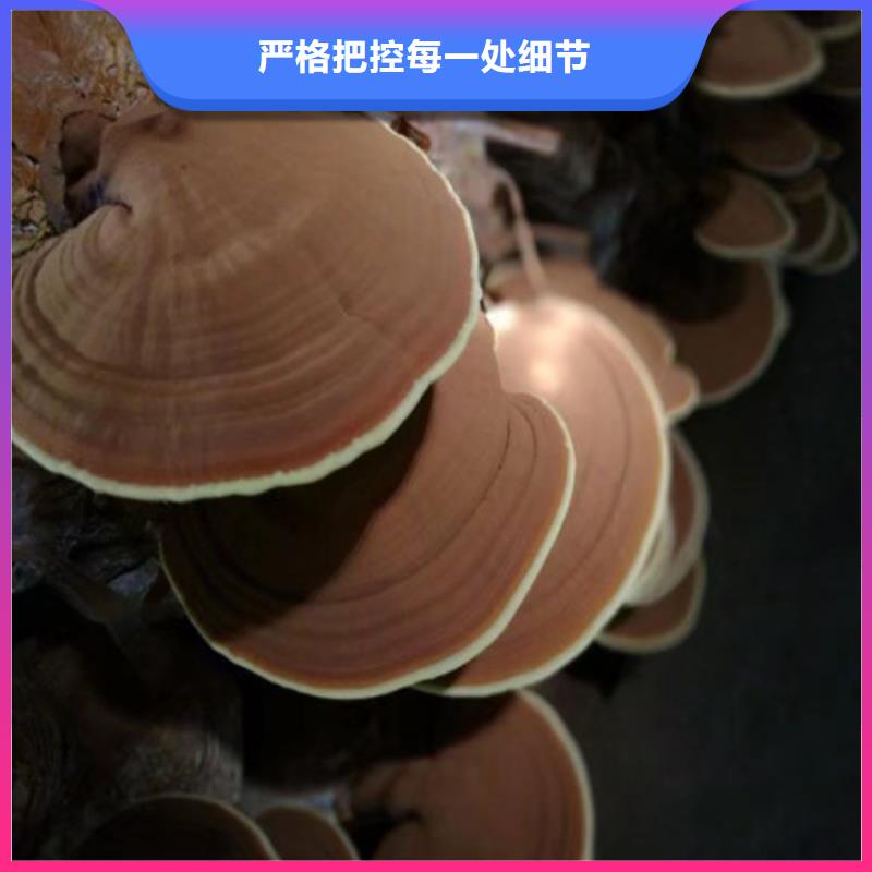 灵芝孢子粉质量可靠