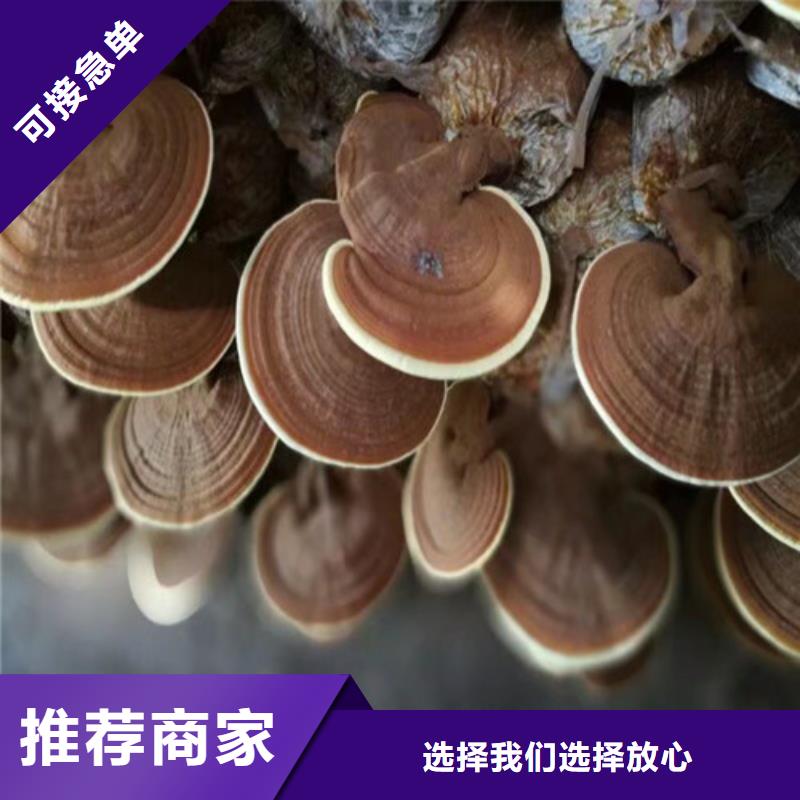 批发灵芝孢子粉找云海灵芝种植专业合作社