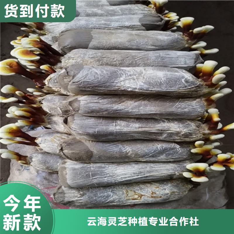 价格低的新鲜灵芝实体厂家