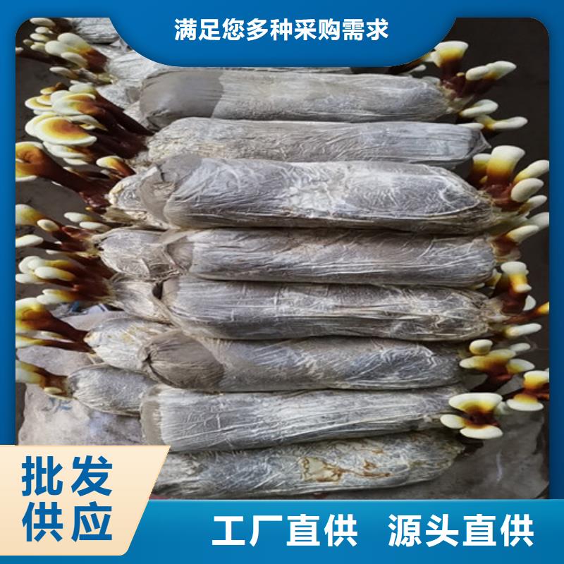 同质量破壁灵芝粉，我们价格更合理