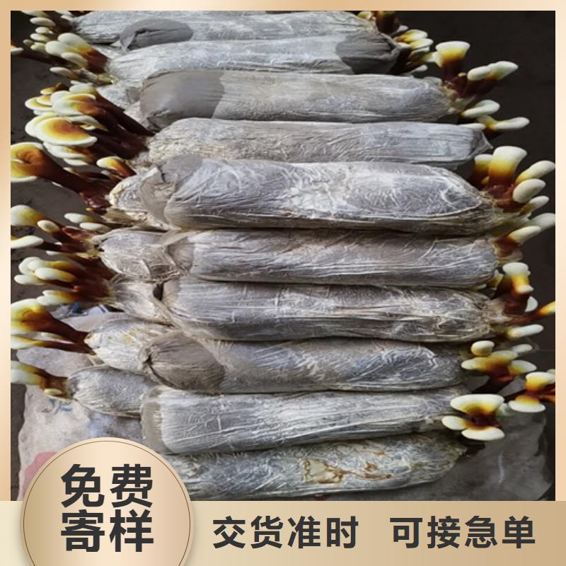 
灵芝粉
-品牌厂家