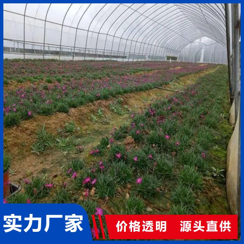 长汀种植棚信赖推荐