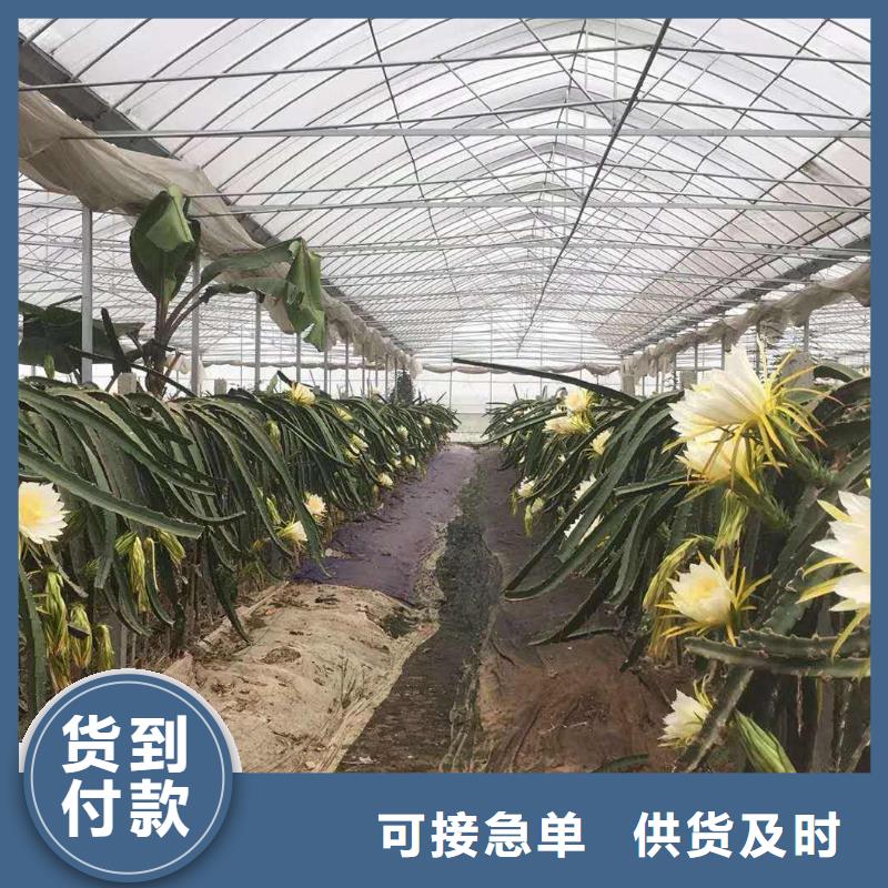 大姚大棚骨架种植基地