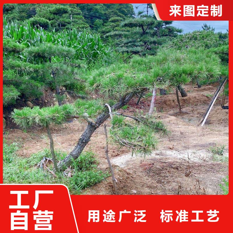 造型松应用范围广泛