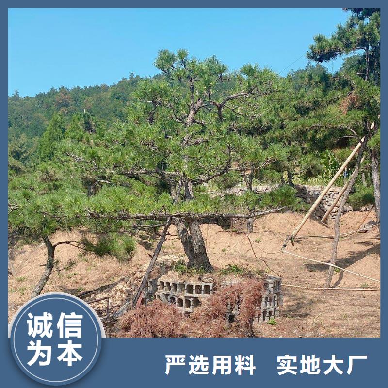 造型松,古桩专业生产团队