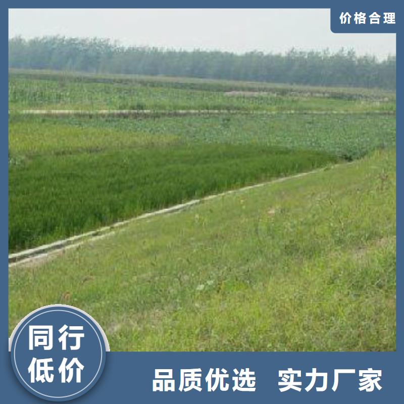 【三维植被网】双向塑料土工格栅质量优价格低