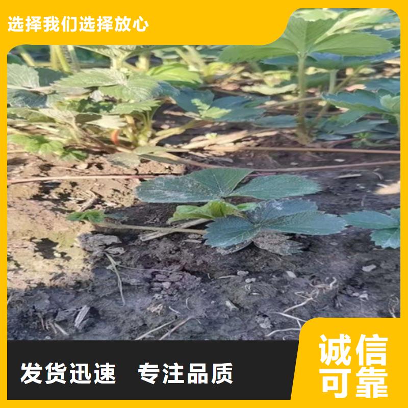 草莓苗-山楂苗生产安装