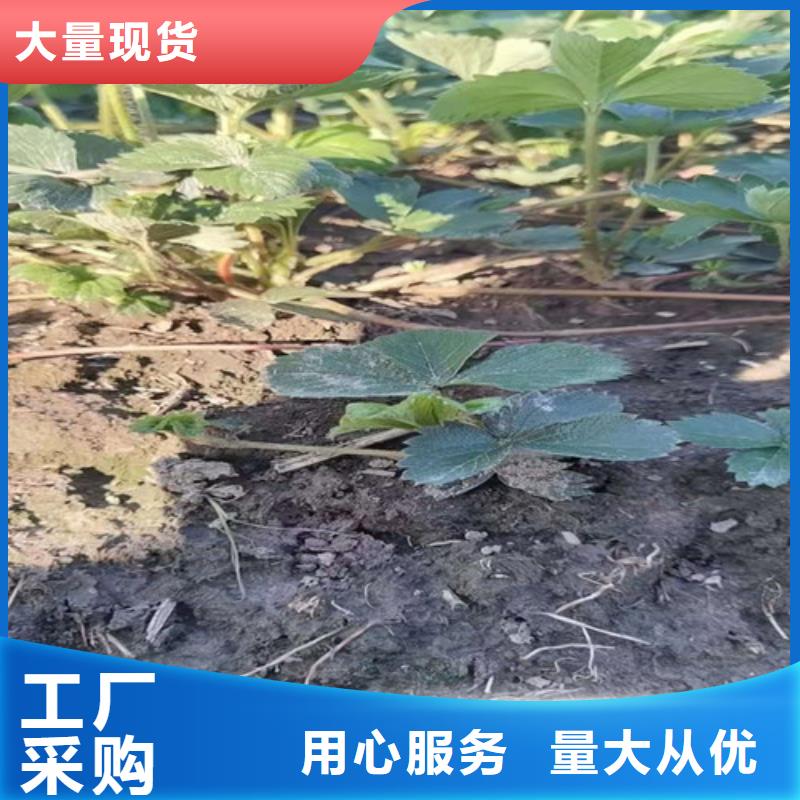 草莓苗【玉露香梨苗】产品优良