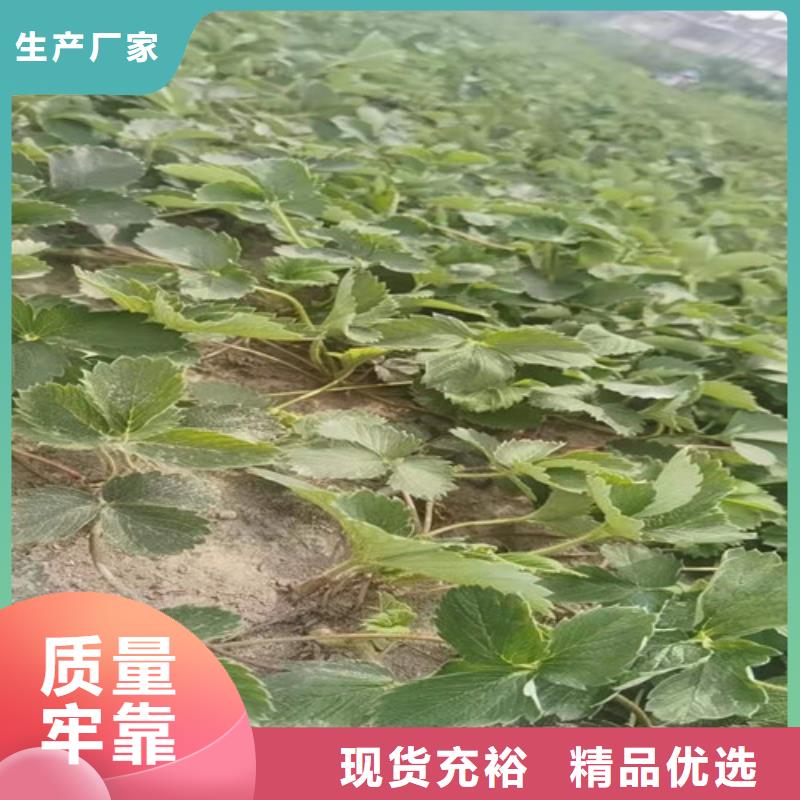 【草莓苗木瓜海棠苗订制批发】