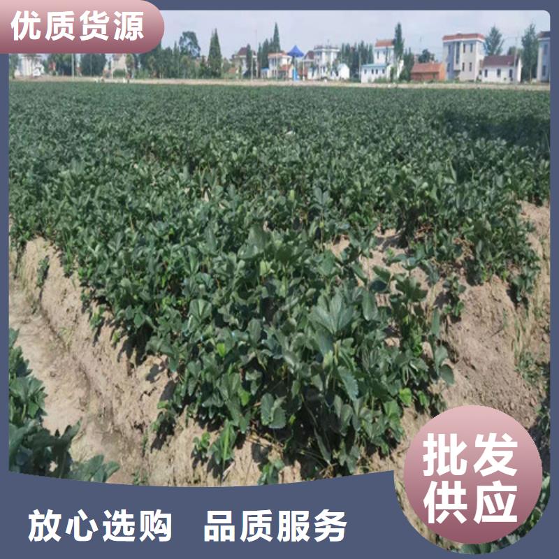 【草莓苗玉露香梨苗用心做产品】