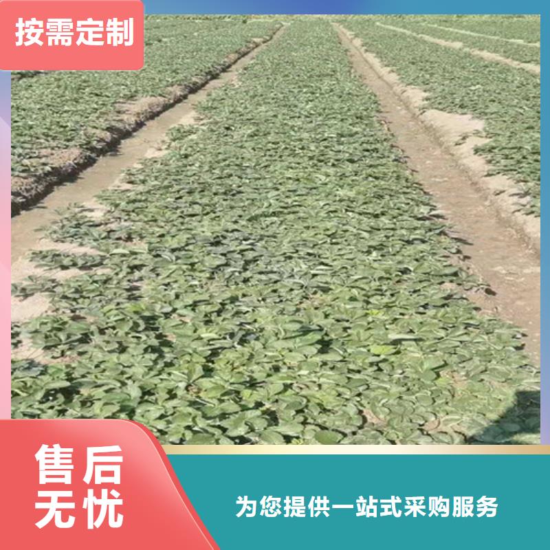 【草莓苗玉露香梨苗用心做产品】