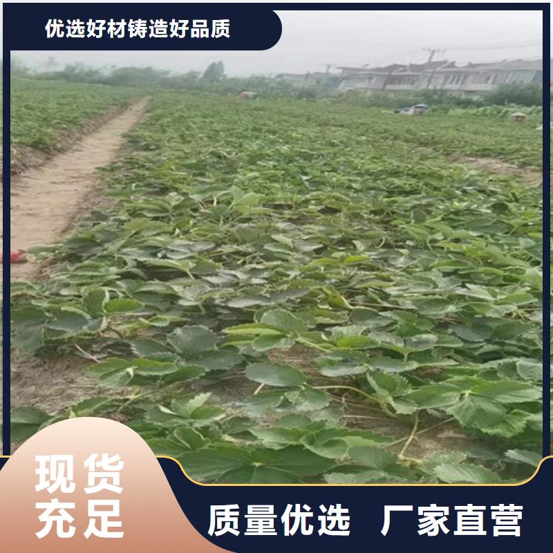 草莓苗设备齐全支持定制