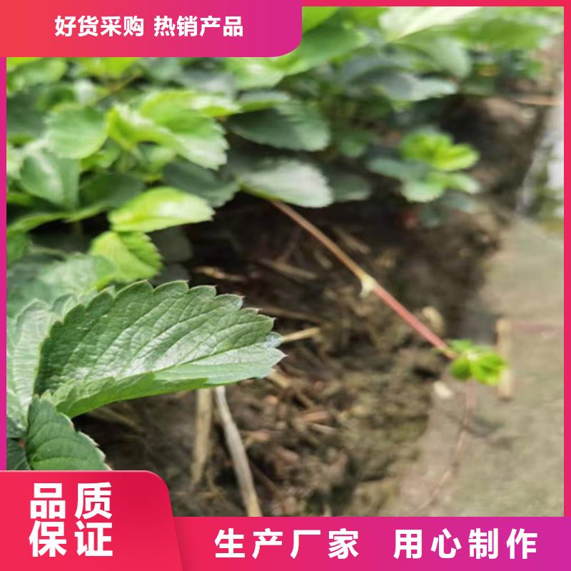 【草莓苗-大红袍花椒苗出厂价】