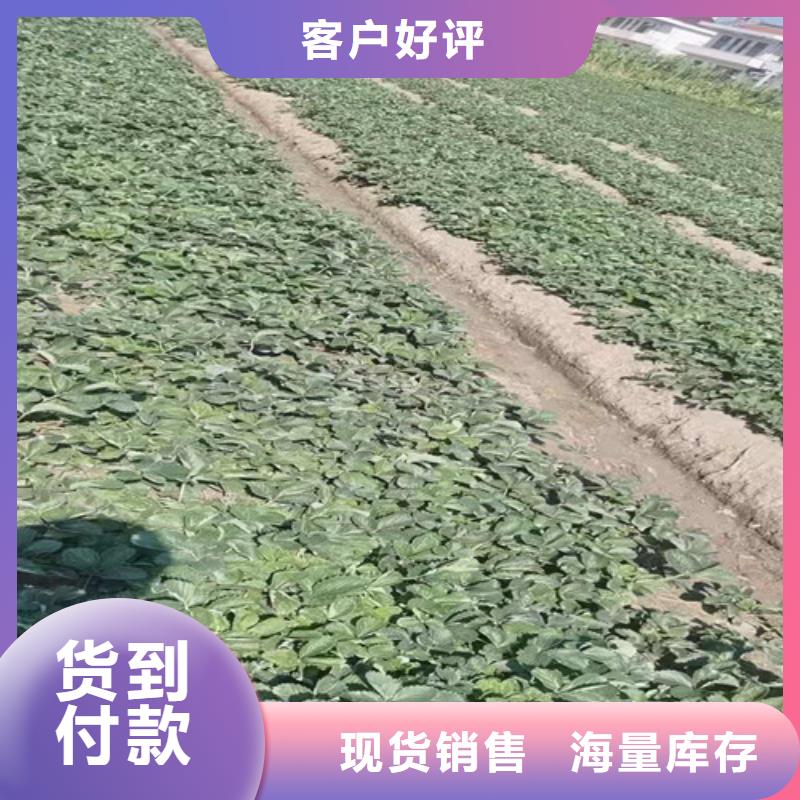 草莓苗樱桃树苗专业生产厂家