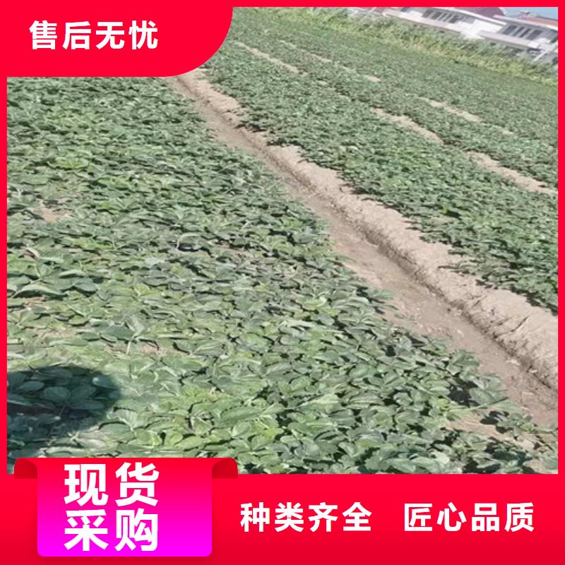 草莓苗无花果苗源头厂家量大价优