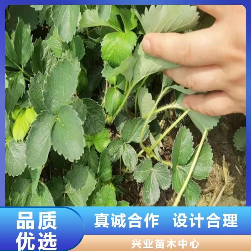 【草莓苗】_冬枣苗快速物流发货