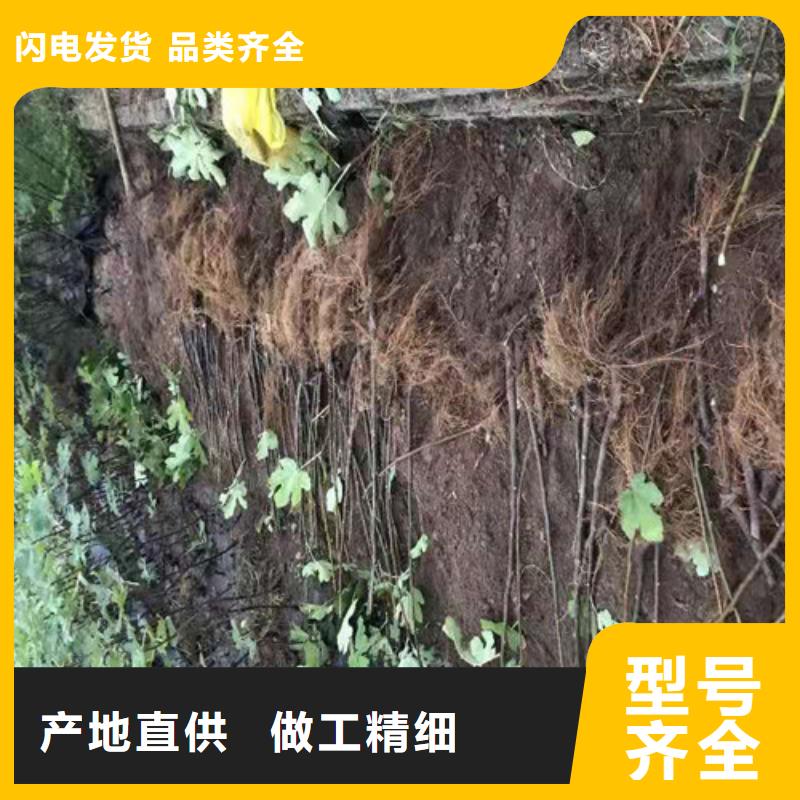 无花果大棚草莓苗放心购