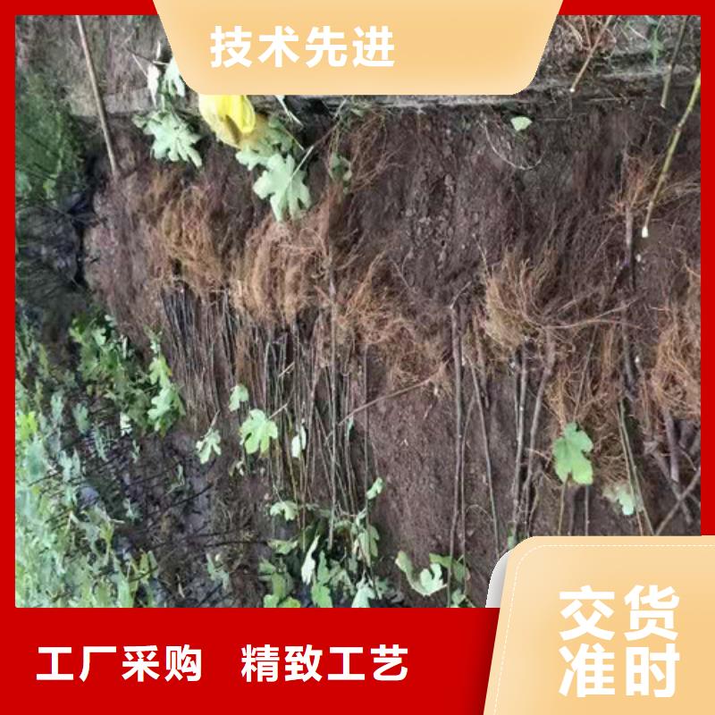 【无花果黄金蜜桃苗服务周到】