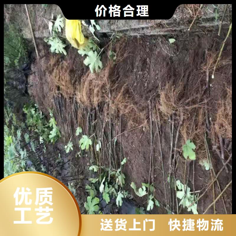 无花果大棚草莓苗支持货到付清