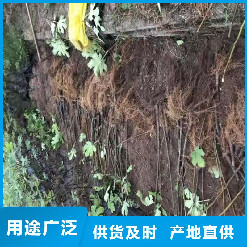 无花果桃树苗注重细节