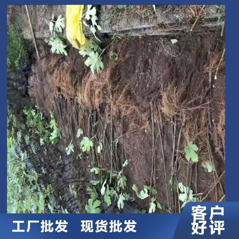 无花果大棚草莓苗放心购