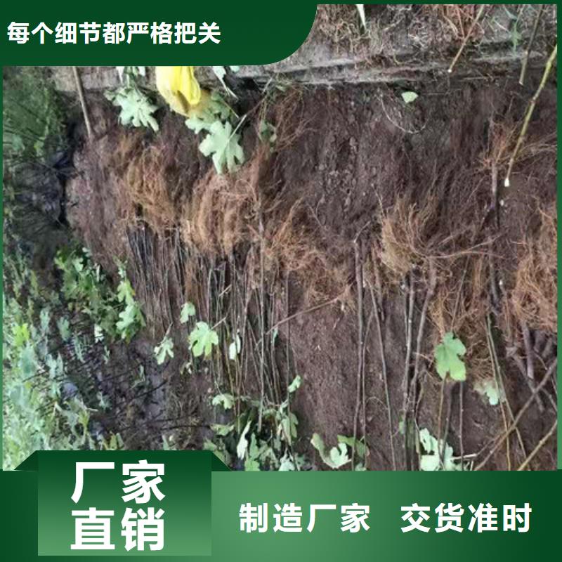 无花果大棚草莓苗支持货到付清