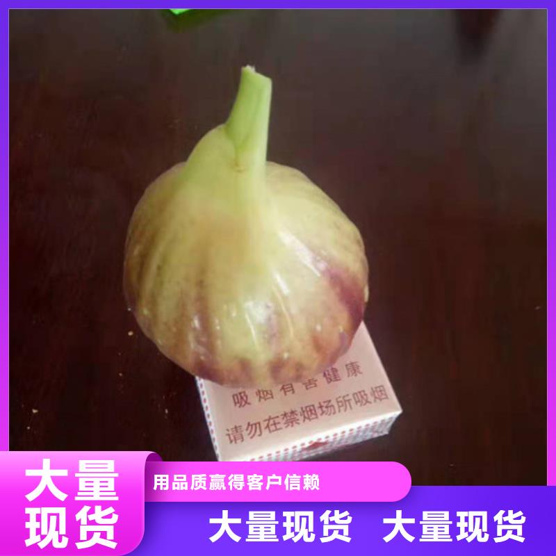 无花果梨树苗用心做品质