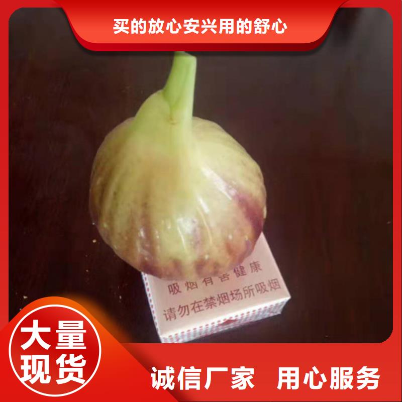 无花果大棚草莓苗厂家自营