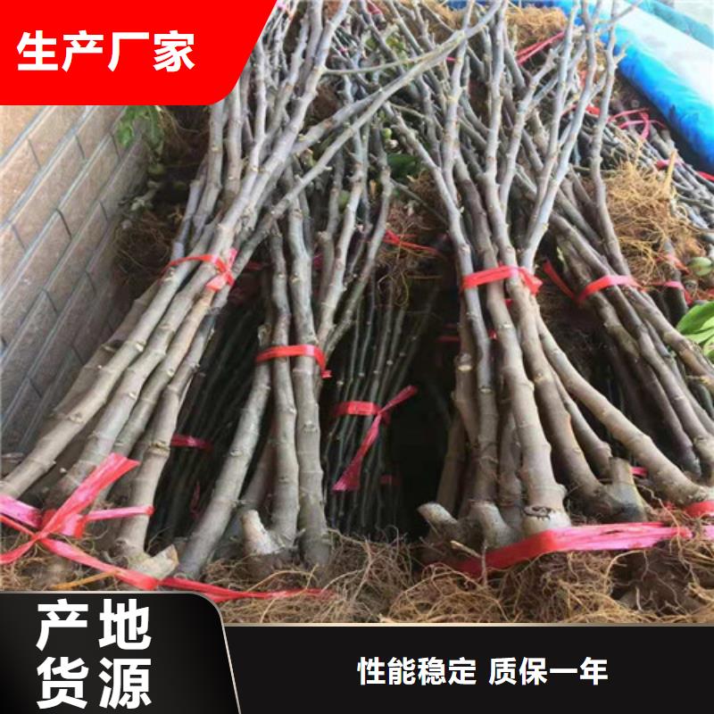 无花果_桃树苗现货充足