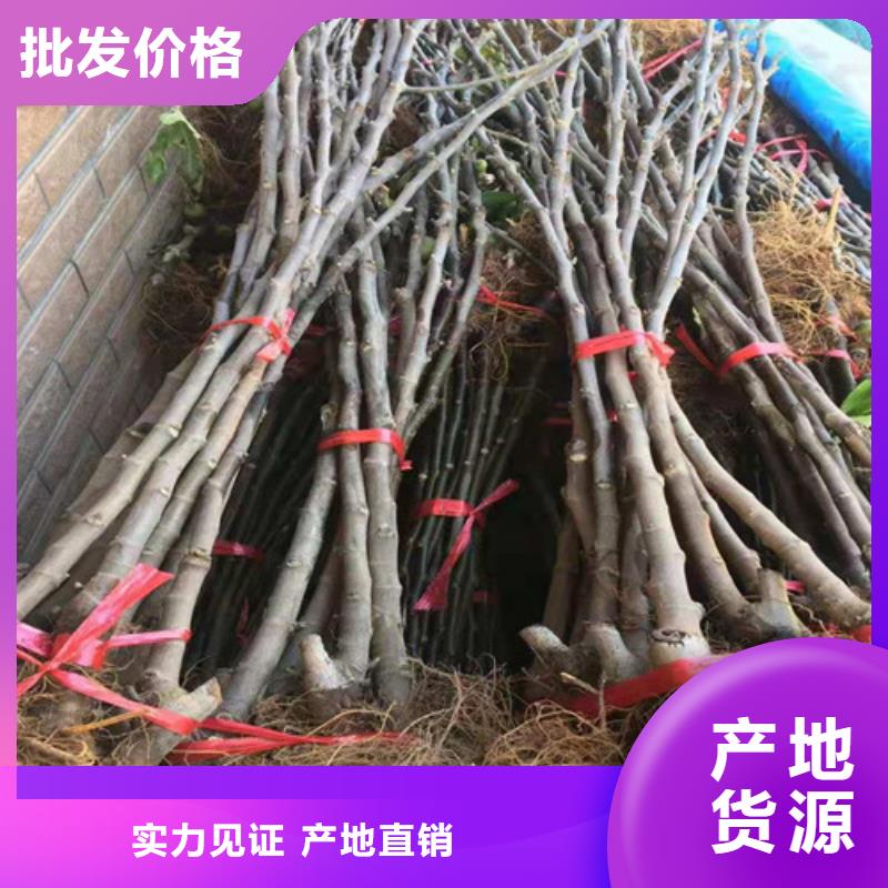 无花果,枣树苗货源直销