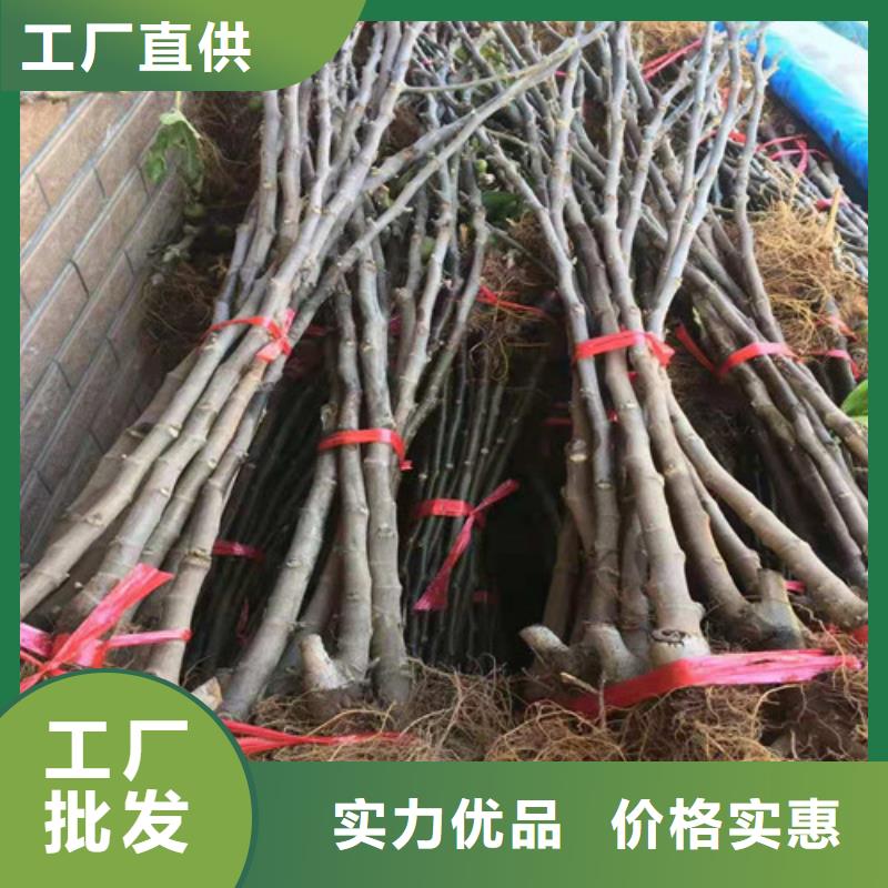 无花果,大棚草莓苗好品质售后无忧