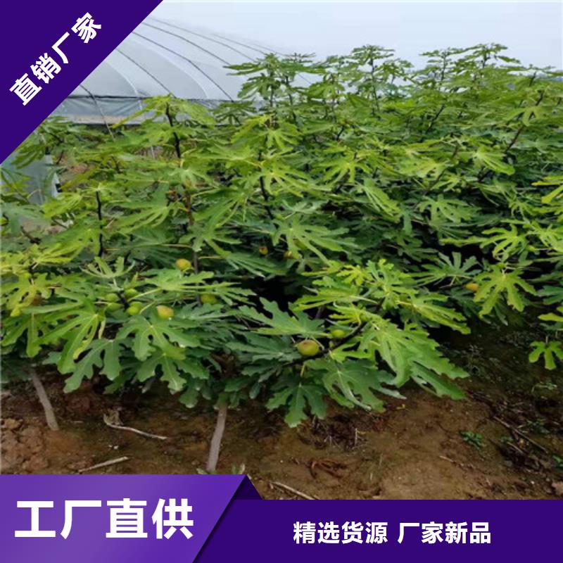 无花果-红富士苗生产型