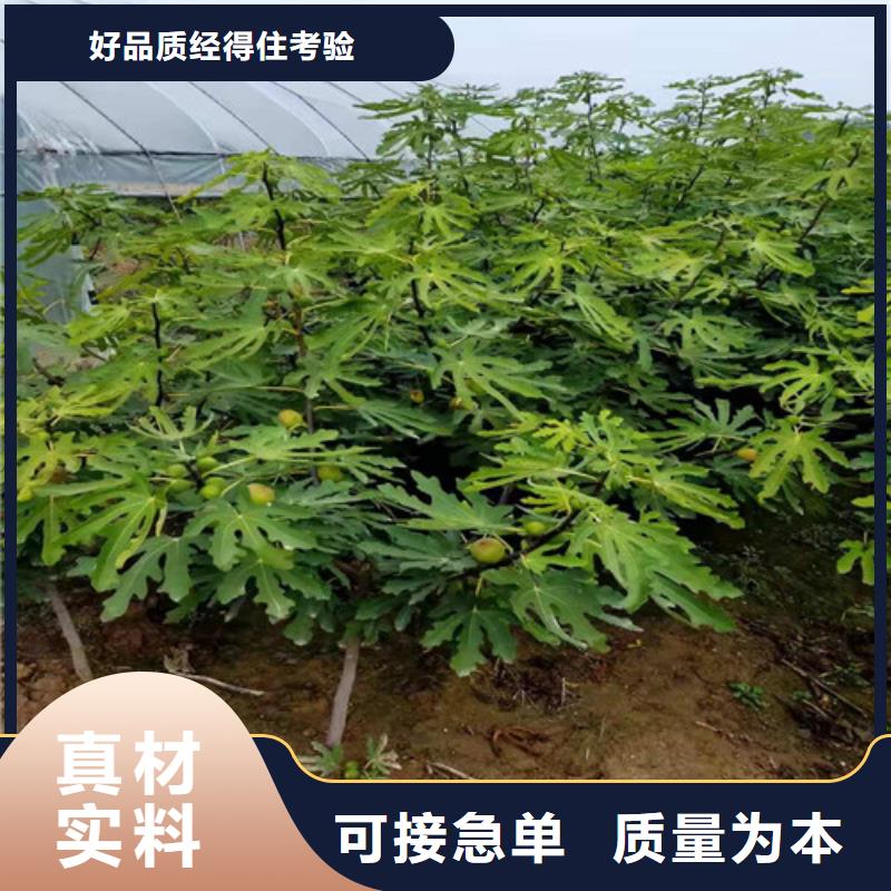 无花果梨树苗高质量高信誉