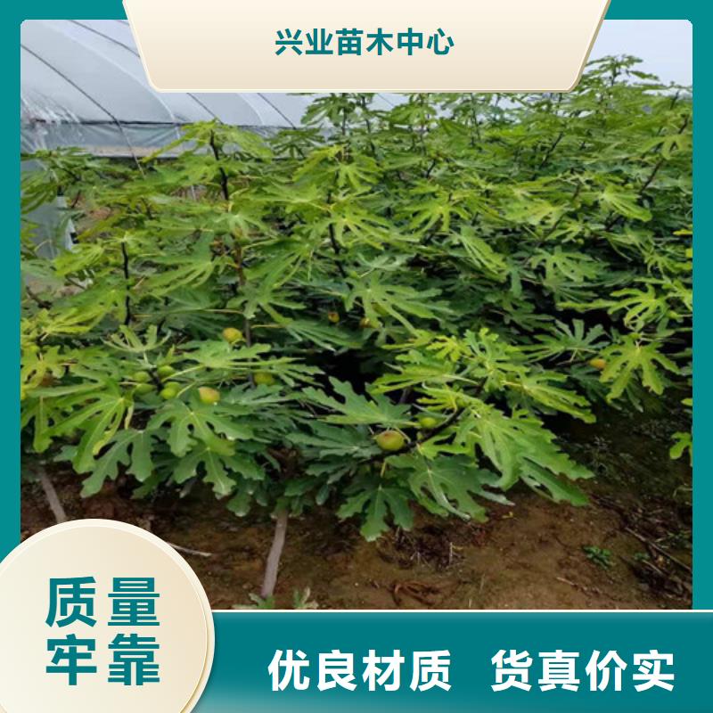 无花果,大棚草莓苗好品质售后无忧