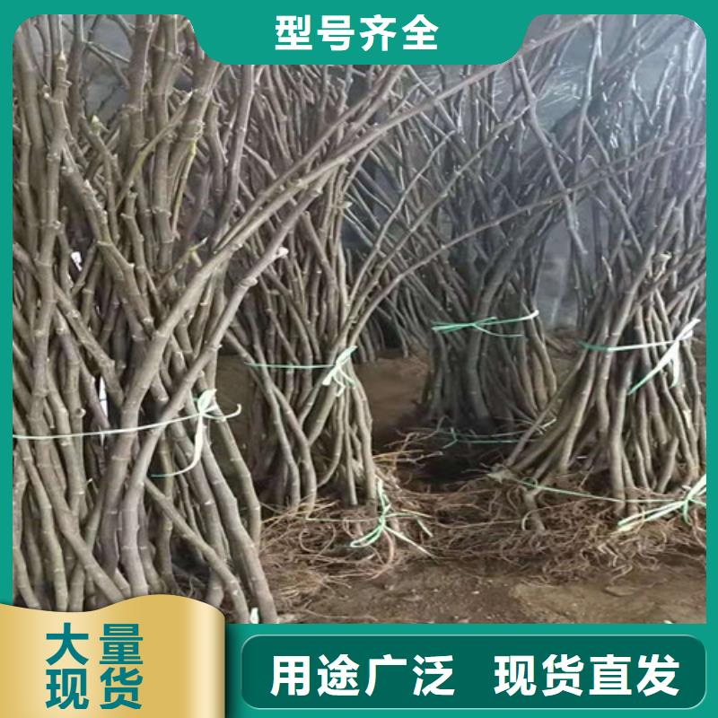 无花果山楂树苗质量安全可靠