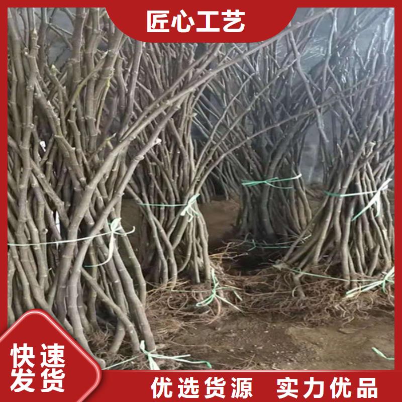 无花果大棚草莓苗支持定制贴心售后