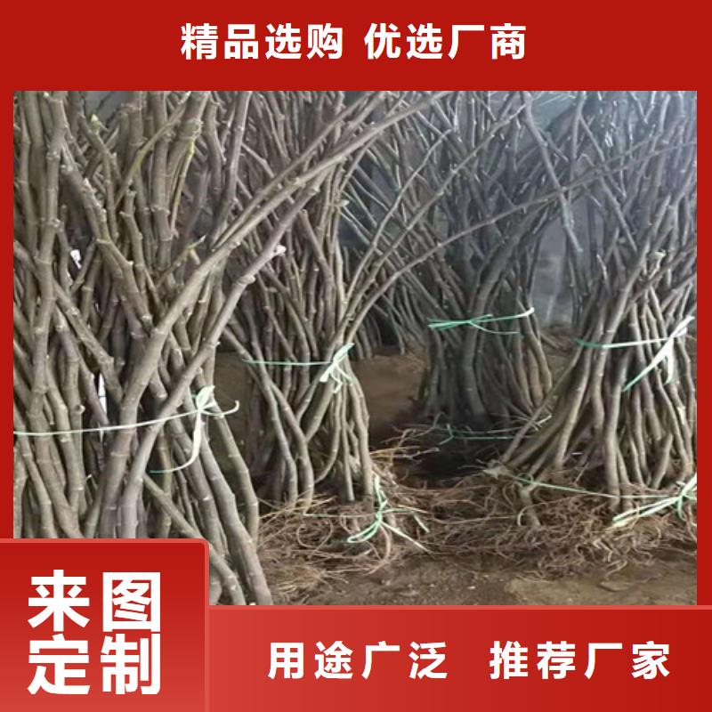 无花果【奥红一号】为您提供一站式采购服务