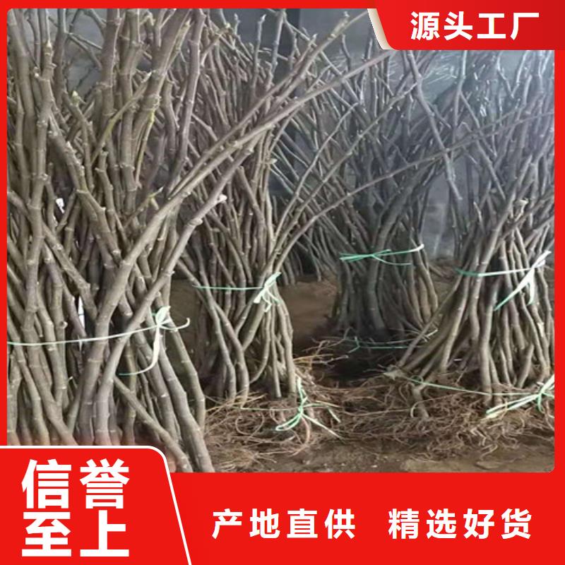 无花果,红耔山楂苗优质工艺