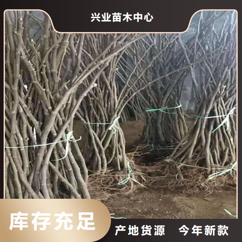 无花果_桃树苗产品细节