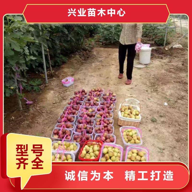 无花果_桃树苗现货充足