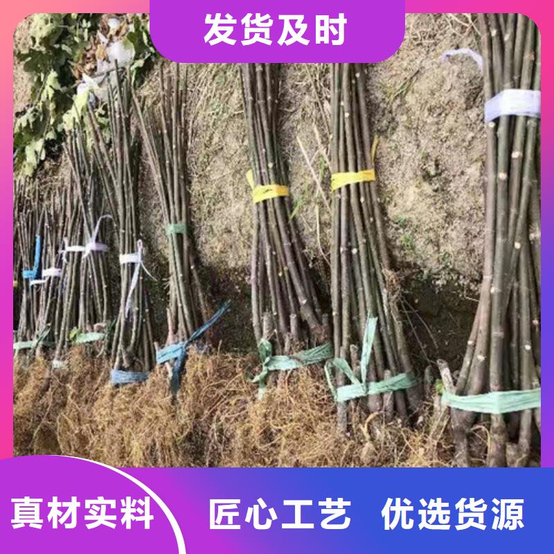 无花果葡萄苗工程施工案例