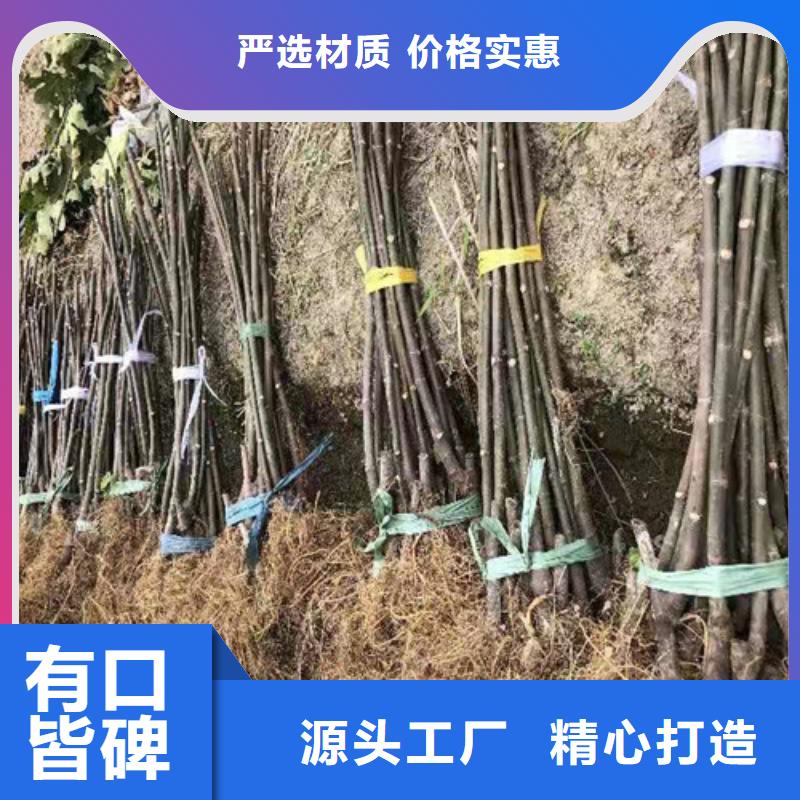 无花果【梨树苗】品质有保障