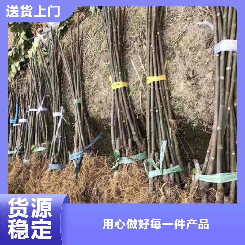 【无花果桃树苗品质商家】