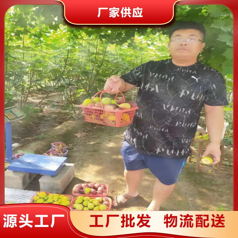 无花果无花果苗我们更专业