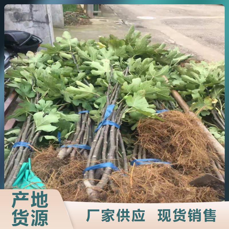 无花果,大棚草莓苗好品质售后无忧