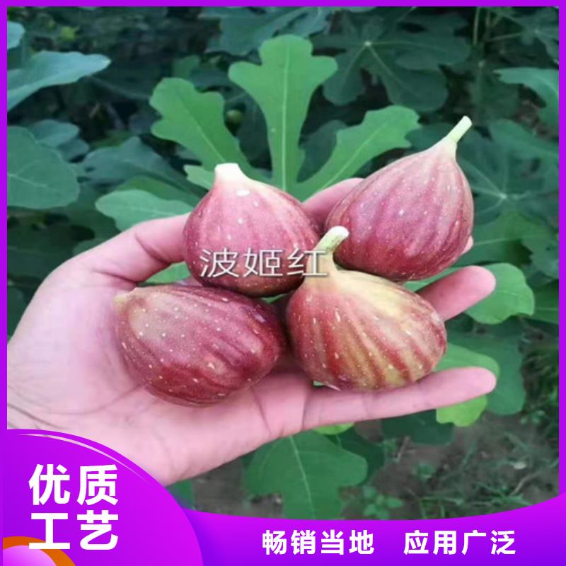 无花果【大棚草莓苗】N年大品牌