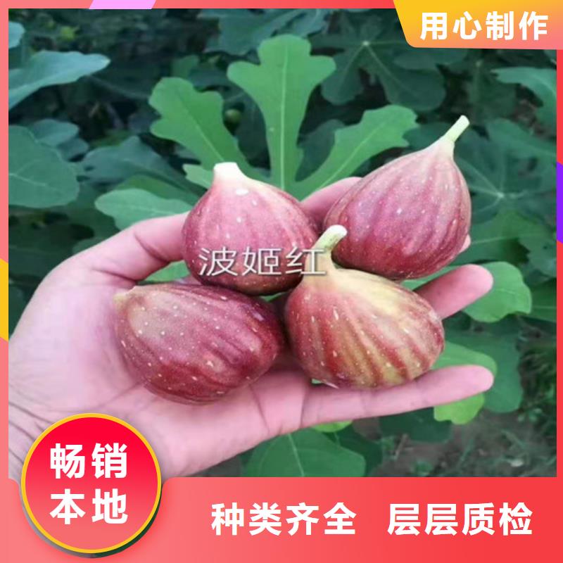 无花果大棚草莓苗放心购