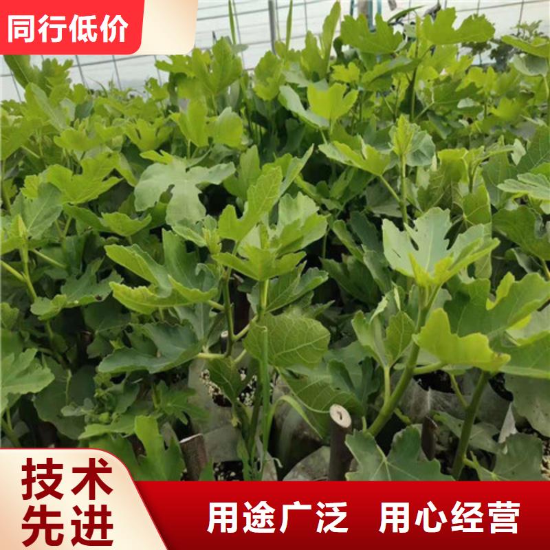 无花果_桃树苗产品细节