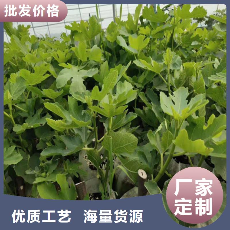 【无花果桃树苗品质商家】