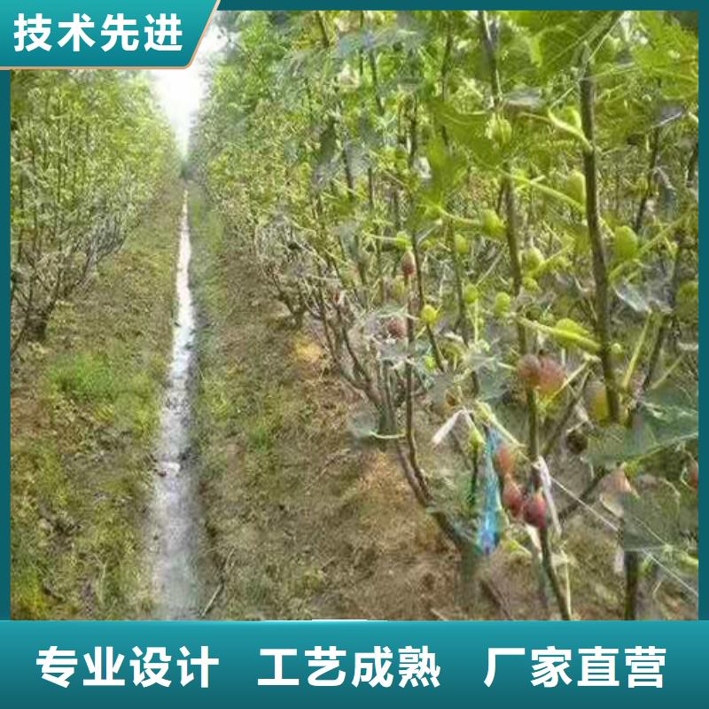 【无花果水蜜桃苗实体诚信厂家】